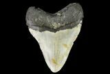 Fossil Megalodon Tooth - North Carolina #108987-2